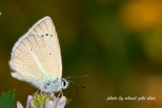 Anormal okgzl (Polyommatus admetus)