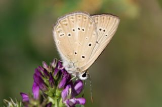 Anormal okgzl (Polyommatus admetus)