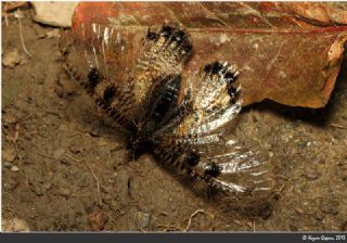 Yalanc Apollo (Archon apollinus)