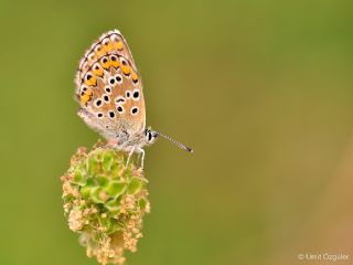 okgzl Balkan Mavisi (Aricia anteros )