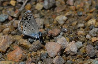 Anadolu Turan Mavisi (Turanana panagaea)