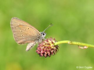 Esmer Korubeni (Phengaris nausithous)