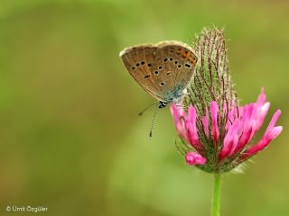 okgzl Gzel Mavi (Polyommatus bellis)