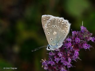 okgzl Dafnis (Polyommatus daphnis)