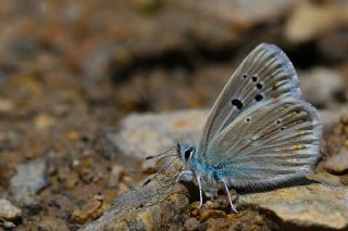 okgzl Turkuvaz Mavisi (Polyommatus dorylas)