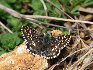 Ebegmeci Zpzp (Pyrgus malvae)