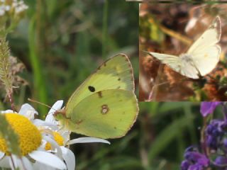 Gzel Azamet (Colias sareptensis)