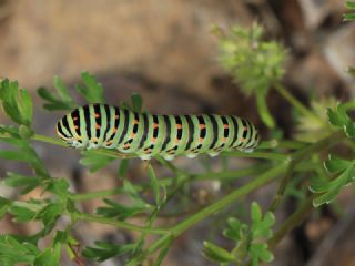 Krlangkuyruk (Papilio machaon)