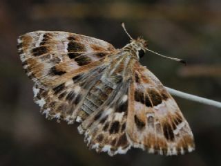 Hatmi Zpzp (Carcharodus alceae)