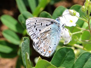 Tr almalar ([unknown genus] n/a)