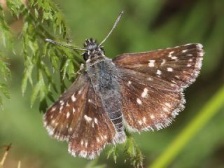 Kzl Zpzp (Spialia orbifer)