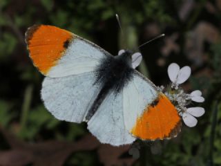 Turuncu Ssl (Anthocharis cardamines)