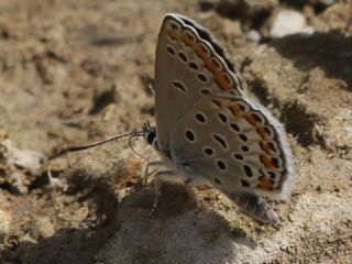 Doulu Esmergz (Plebejus carmon)