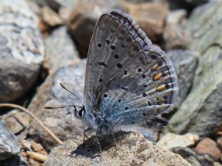 okgzl Mavi (Polyommatus icarus)