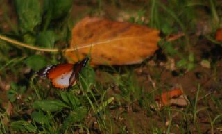 Sultan (Danaus chrysippus)