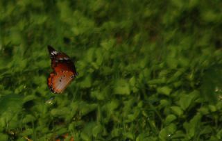 Sultan (Danaus chrysippus)
