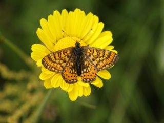 Nazuum (Euphydryas aurinia)