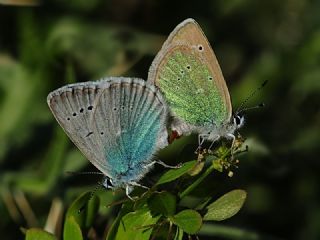 okgzl Fatma Mavisi (Polyommatus fatima)