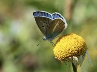 Hubert