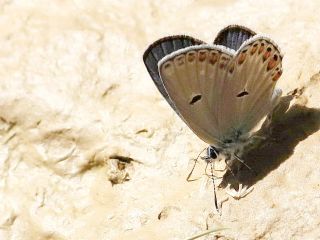 Tr almalar ([unknown genus] n/a)