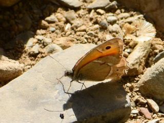 Urartu Esmerperisi (Hyponephele urartua)