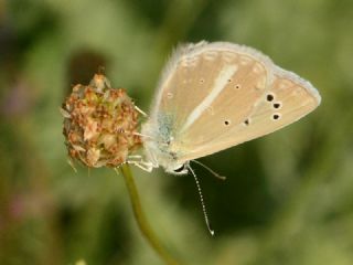 Tr almalar ([unknown genus] n/a)