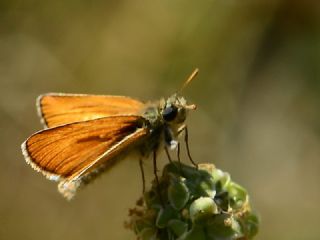 Yeni Zpzp (Thymelicus novus)