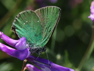 Byk Zmrt (Callophrys herculeana)