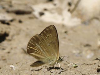 Tr almalar ([unknown genus] n/a)