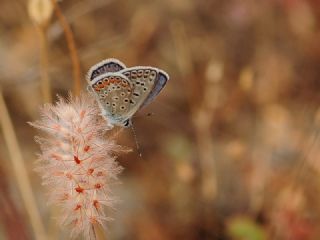 okgzl Mavi (Polyommatus icarus)