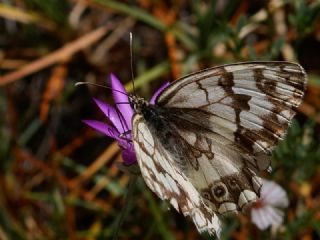 Anadolu Melikesi (Melanargia larissa)