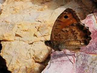 Osmanl Yalanccads (Pseudochazara mamurra)