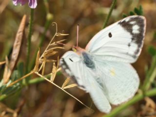 Gzel Azamet (Colias alfacariensis)