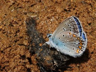 Tr almalar ([unknown genus] n/a)