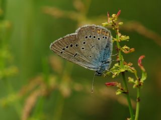 okgzl Gzel Mavi (Polyommatus bellis)
