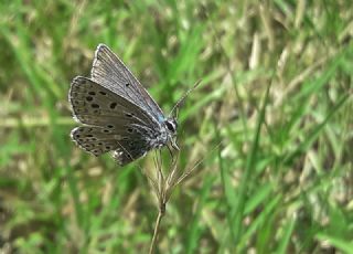 okgzl Balkan Mavisi (Aricia anteros )