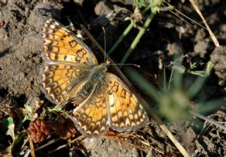 Benekli Byk parhan (Melitaea phoebe)