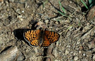 Benekli parhan (Melitaea didyma)