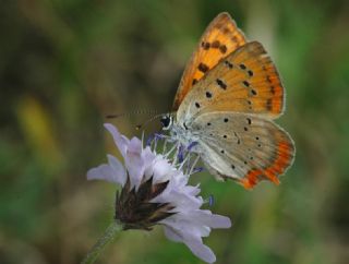 Osmanl Atei (Lycaena ottomanus)