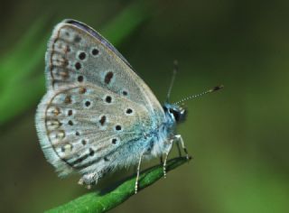 okgzl Mavi (Polyommatus icarus)