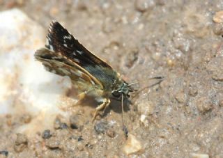 Tr almalar ([unknown genus] n/a)
