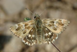 �ark Z�pz�p�&nbsp;(Carcharodus&nbsp;orientalis)