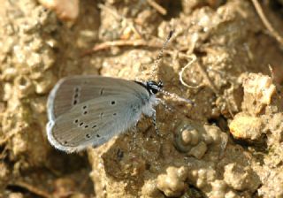 Minik Kupid (Cupido minimus)