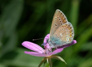 okgzl Geranium Mavisi (Polyommatus eumedon)