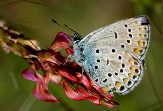 Anadolu Esmergz (Plebejus modicus)