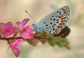 Anadolu Esmergz (Plebejus modicus)