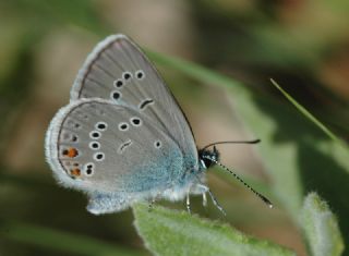 okgzl Gzel Mavi (Polyommatus bellis)