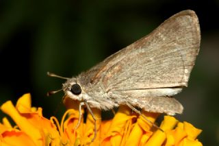 Cce Zpzp (Gegenes pumilio)
