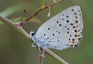 Byk Mor Bakr Gzeli (Lycaena alciphron)