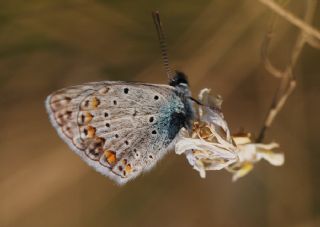 okgzl Mavi (Polyommatus icarus)